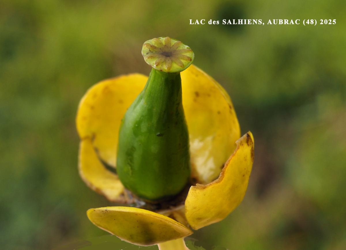 Water-lily, Least fruit